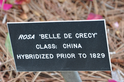 sign: Rosa Belle De Crecy